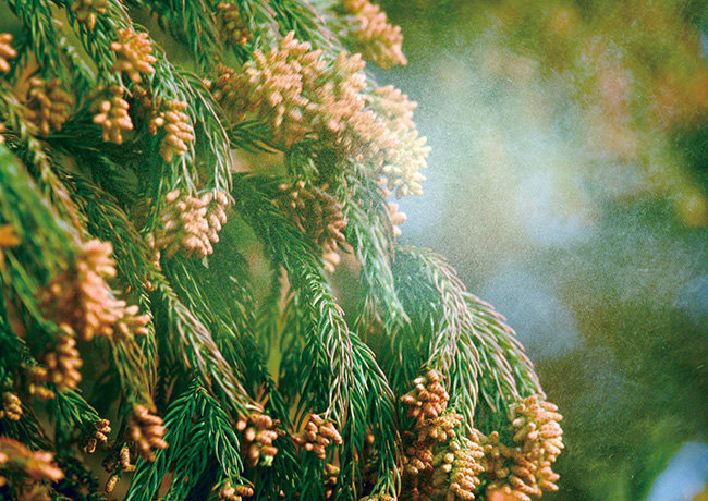 杉の花粉 ② 知らなかった！花粉対策の意外な事実｜ダイキンプロショップ